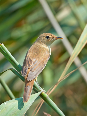 Eurasian reed warbler resting on a branch in its habitat