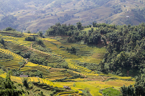 istock Rice fields on terraced of Sapa, Vietnam 506669502