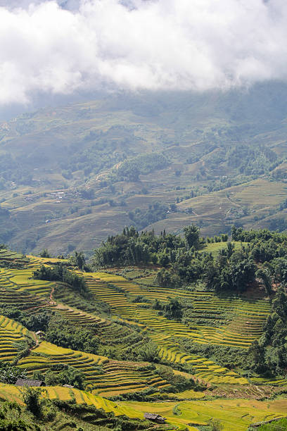 istock Rice fields on terraced of Sapa, Vietnam 506669578