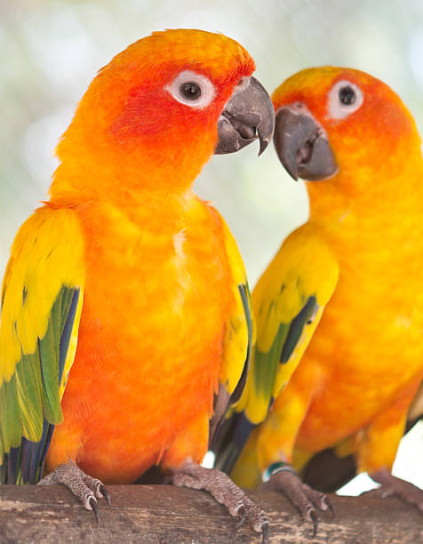 parrots pair of parrots on a branch joined at hip stock pictures, royalty-free photos & images