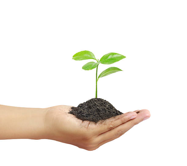 istock Man holding plant in  hand 506669802