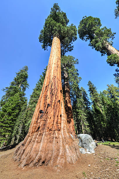 Mamuth Tree 320+ Sequoiadendron Mammoth Tree Stock Photos, Pictures & Royalty-Free ...