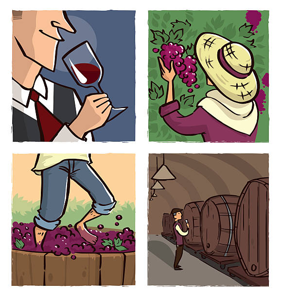 illustrazioni stock, clip art, cartoni animati e icone di tendenza di viticoltura - wine grape harvesting crop