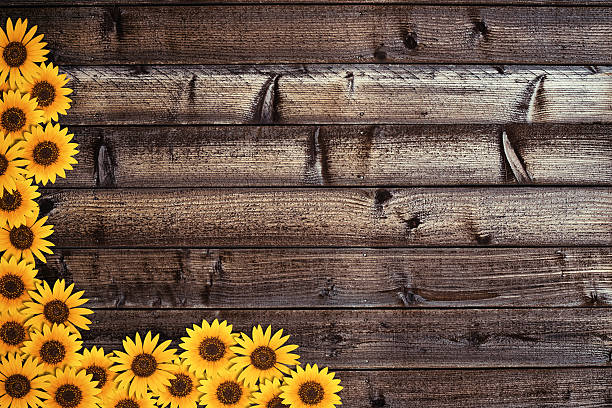 istock Wooden background with sunflower border 506670391