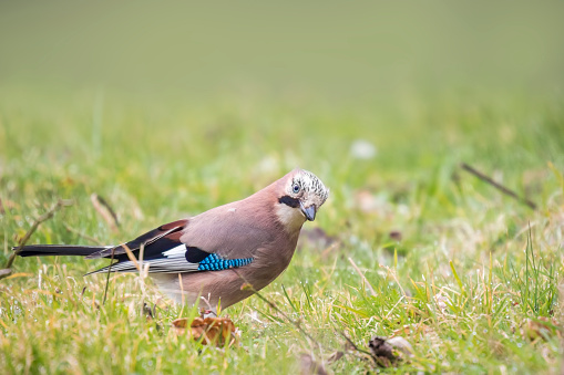 Eurasian jay (Garrulus glandarius) searching in a meadow for insects to feed.