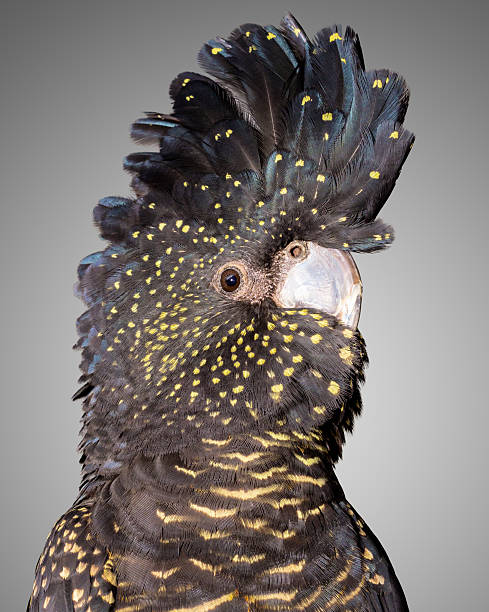 red tailed black cockatoo
