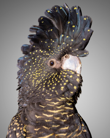 a portrait of a red tailed  black cockatoo
