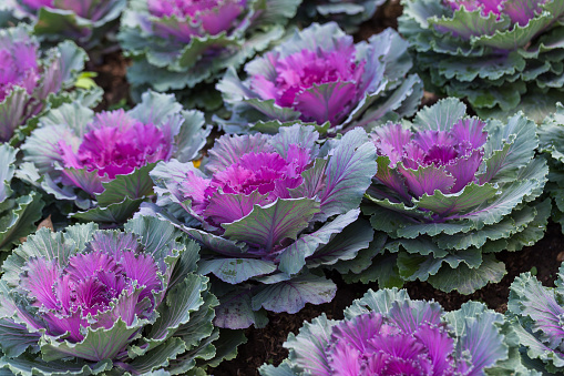 Decorative cabbage or kale, decorative cabbage.