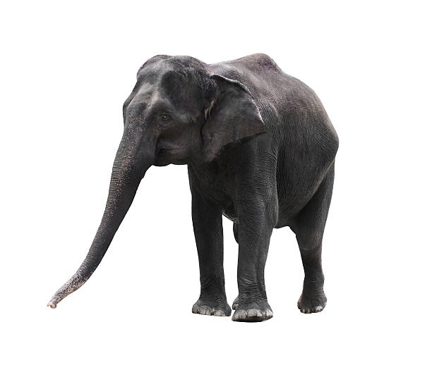 istock asian elephant isolated on white background 506673026