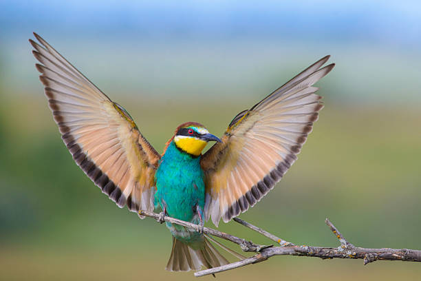 istock European bee-eater with wings outstretched 506674016