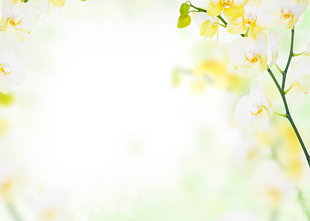 Delicadas Flores de orquídeas fundo amarelo - fotografia de stock