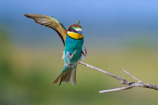 istock European bee-eater with wings outstretched 506674202