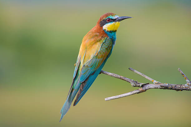 istock European bee-eater on a branch 506674276