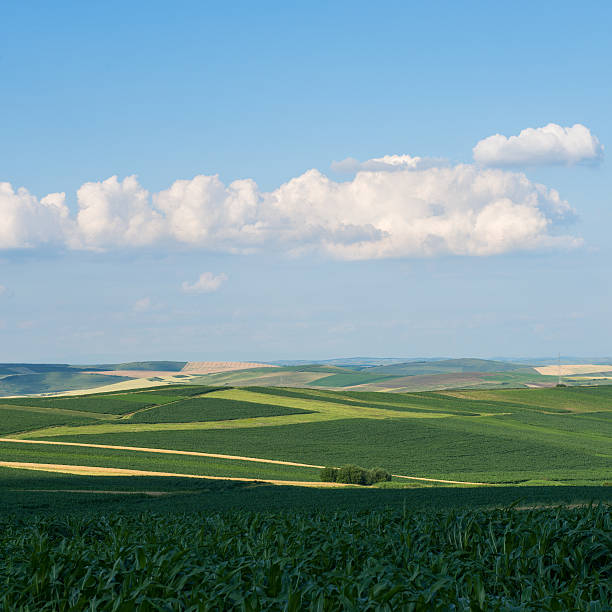 istock Landscape with green fields and crops 506674622