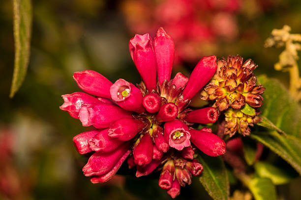 istock Closeup of a striking Pink unbloomed flower 506674786