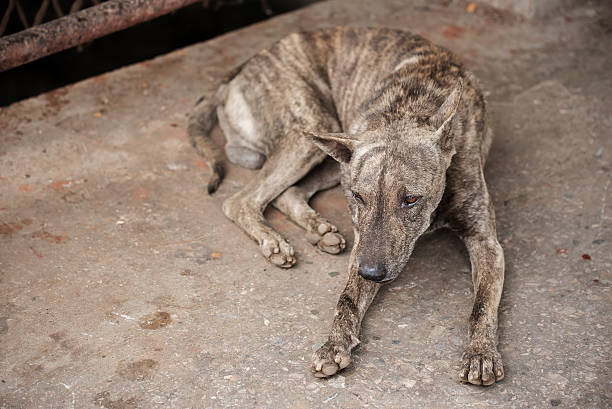 istock Tiger pattern homeless dog sleep on the dirty floor 506675388