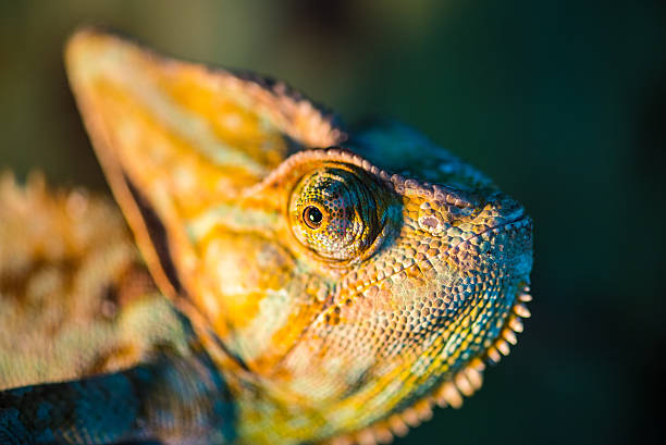 istock The head of a chameleon 506677726
