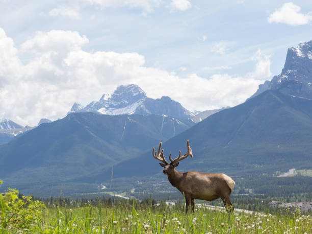 istock Bull elk stands in mountain meadow, eye contact 506688015