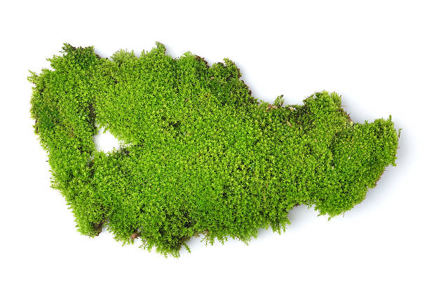 istock Green moss isolated on white bakground 506688455