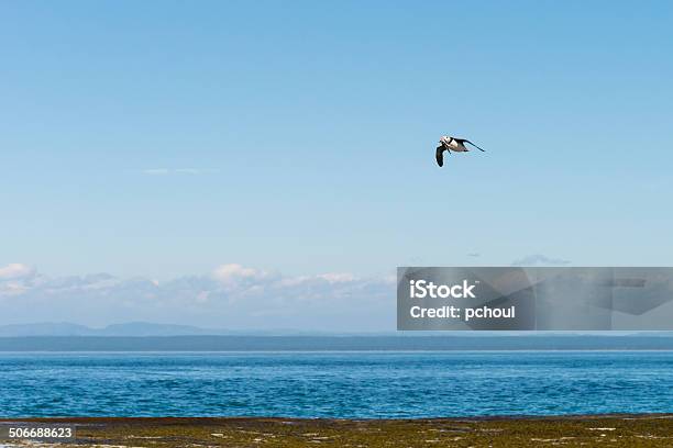 Puffin On Flight Stock Photo - Download Image Now - Animal, Animal Wildlife, Animals In The Wild