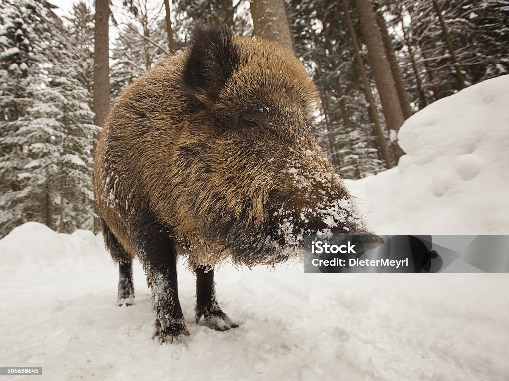 wild boar en hiver - Photo de Animaux domestiques libre de droits