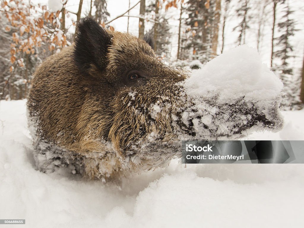 wild boar en hiver - Photo de Animaux domestiques libre de droits