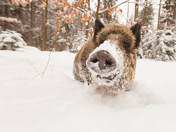 wild boar in winter with wide angel