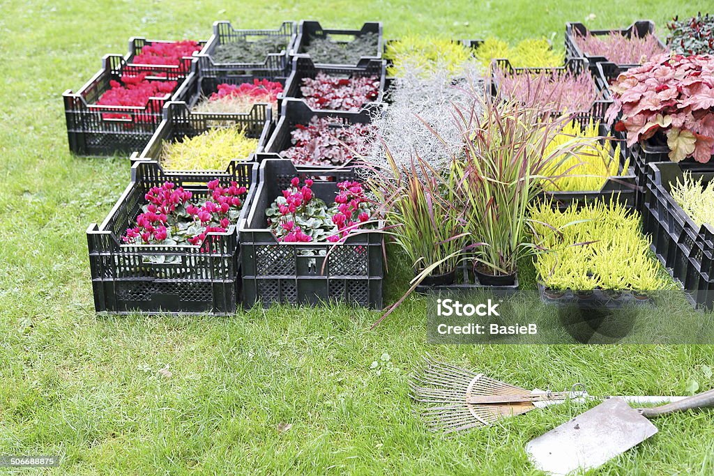 Plants for the garden Various plants for the garden. Box - Container Stock Photo
