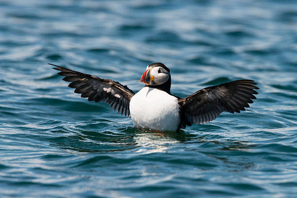 Puffin Atlantic puffin with wings wide open. north quebec stock pictures, royalty-free photos & images