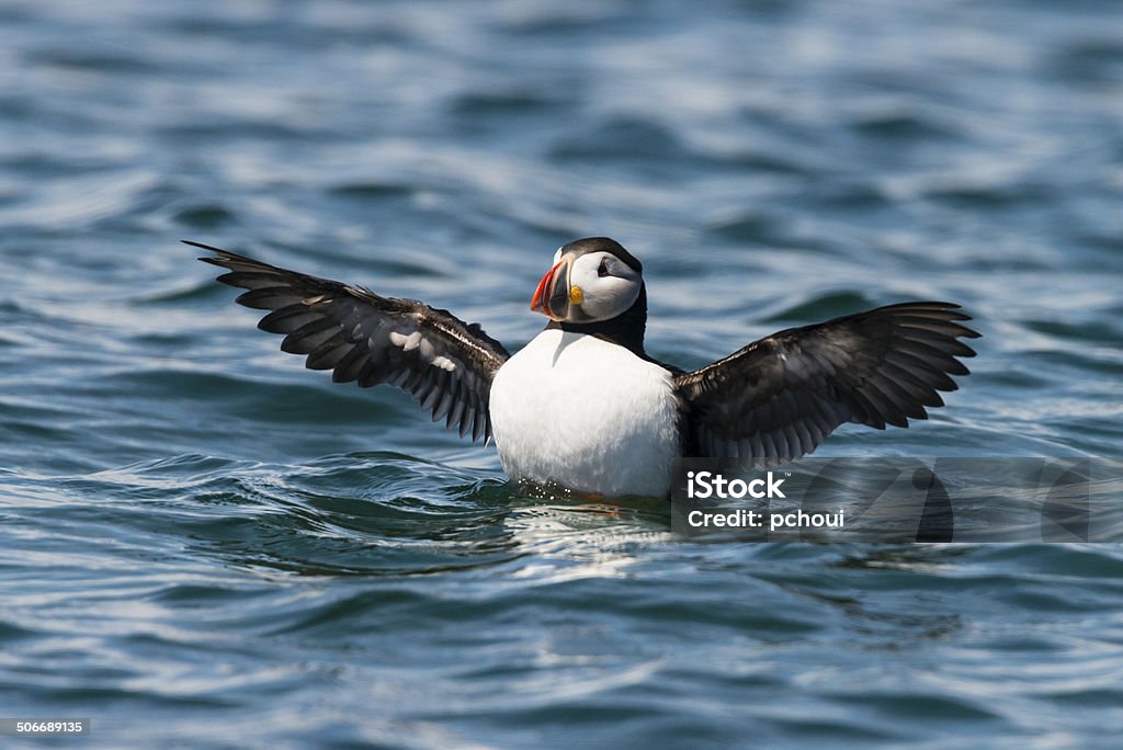 Papagaio-do-mar - Foto de stock de Quebec royalty-free