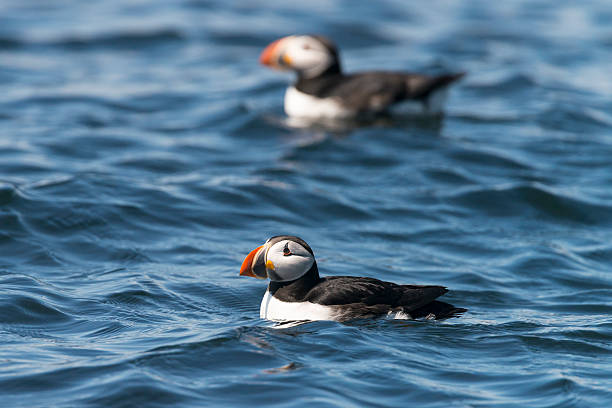 Two puffins Atlantic puffins floating on water. north quebec stock pictures, royalty-free photos & images
