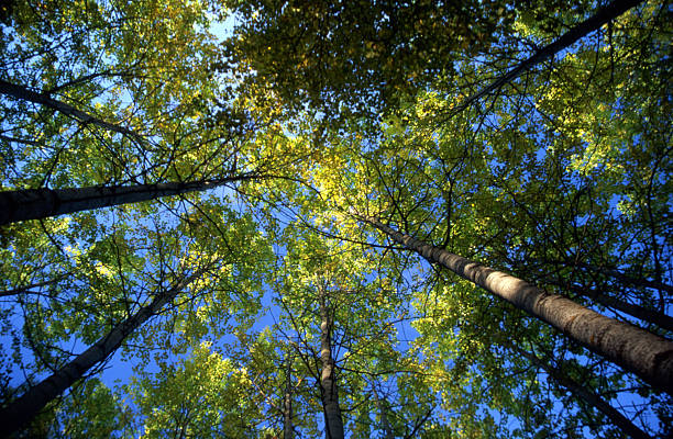 istock Tall trees in forest with sunshine 506690439