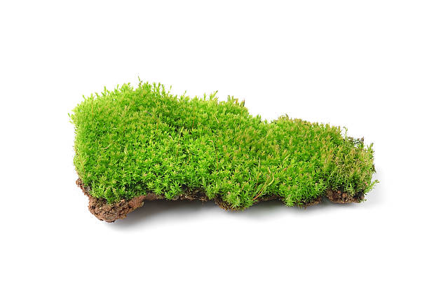 istock Green moss isolated on white bakground 506690719