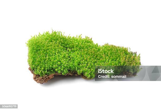 Green Moss Isolated On White Bakground Stock Photo - Download Image Now - Bryophyte, Close-up, Dirt