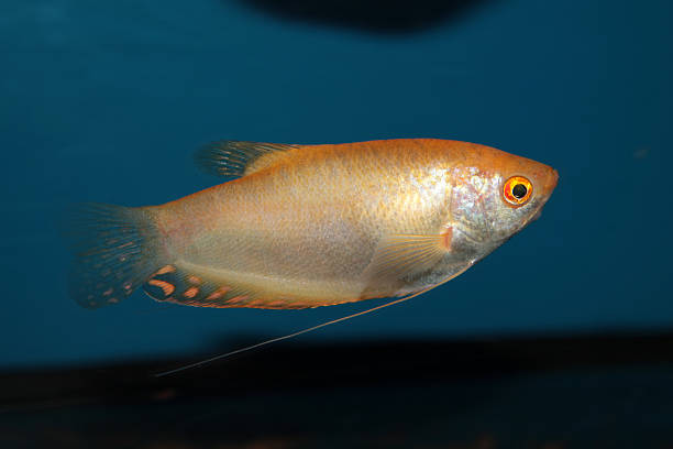 Gold gourami (Trichopodus trichopterus) aquarium fish Gold gourami (Trichopodus trichopterus) aquarium fish trichogaster trichopterus stock pictures, royalty-free photos & images