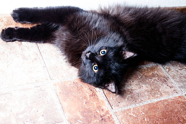 Maine Coon - foto de stock