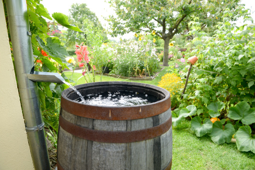 rain barrel in the garden