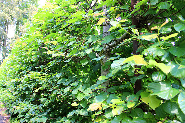 istock Image of bushy, narrow clipped lime tree hedge (Tilia europaea) 506691367