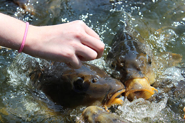 istock Girl hand-feeding friendly common carp / feeding koi bread in pond 506691627
