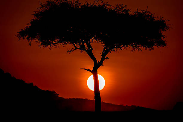 istock Dramatic Sunrise at Masai mara with flare - backlit 506692695