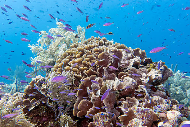 unterwasser korallenriff - honduras stock-fotos und bilder