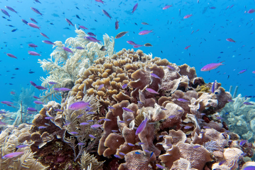 Coral reef off the coast of Roatan hondurase Thin leaf lettuce coral (agaricia tenuifolia)