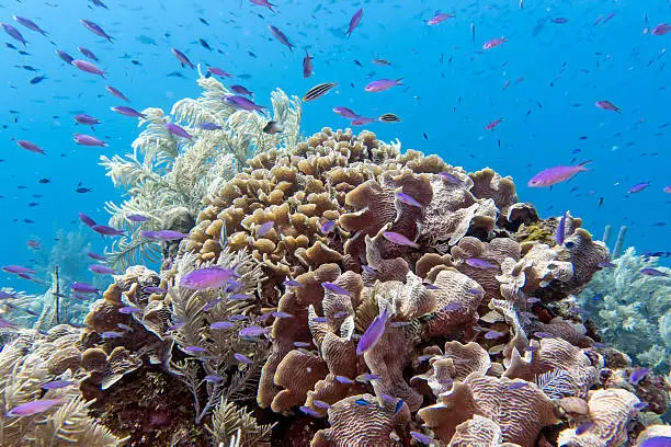 Photo of Underwater coral reef