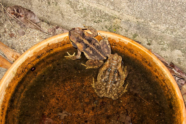 istock Cane toads in a dish of water 506694041