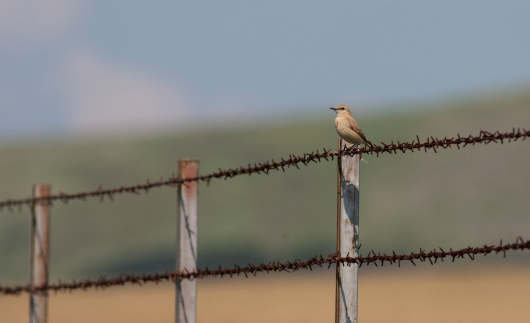 Bird on fence