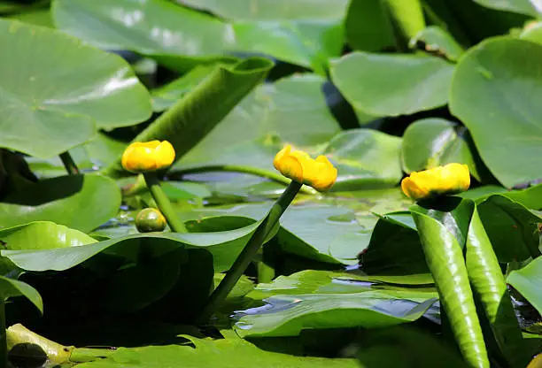 Photo showing a group of yellow water lily flowers, growing in a large garden pond.  These flowers are not typical water lilies, as the flowers appear more like a bud than an actually bloom, while the leaves are more oval in shape.  This extremely invasive plant is most commonly known as the bullhead lily, spatterdock, water shield or cow lily, with its large rhizomes and roots favouring a pond with a muddy base.  Its Latin name is: Nuphar lutea.