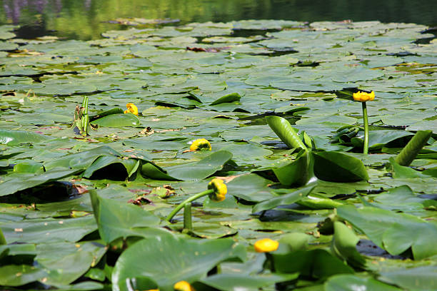 Image of yellow water lily flowers / spatterdock / cow lily (Nuphar-lutea) Photo showing a group of yellow water lily flowers, growing in a large garden pond. These flowers are not typical water lilies, as the flowers appear more like a bud than an actually bloom, while the leaves are more oval in shape. This extremely invasive plant is most commonly known as the bullhead lily, spatterdock, water shield or cow lily, with its large rhizomes and roots favouring a pond with a muddy base. Its Latin name is: Nuphar lutea. junsai water shield stock pictures, royalty-free photos & images