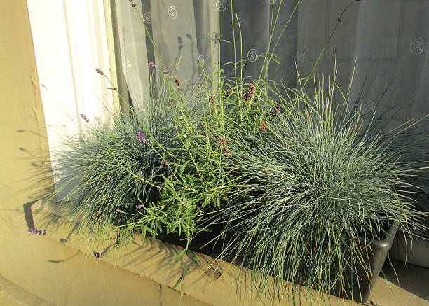 istock Image of green plastic windowbox, silver grasses (festuca) and lavender 506694579