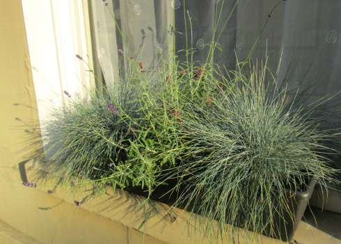 Photo showing a green plastic windowbox that has been planted with silver grasses (Blue Fescue / Festuca glauca cinerea 'Elijah Blue') and flowering English lavender (Lavandula angustifolia 'Hidcote').  The windowbox is pictured standing on a Bath stone windowsill, outside a wooden window that has been painted white in colour.