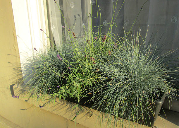 Image of green plastic windowbox, silver grasses (festuca) and lavender Photo showing a green plastic windowbox that has been planted with silver grasses (Blue Fescue / Festuca glauca cinerea 'Elijah Blue') and flowering English lavender (Lavandula angustifolia 'Hidcote').  The windowbox is pictured standing on a Bath stone windowsill, outside a wooden window that has been painted white in colour. festuca glauca stock pictures, royalty-free photos & images